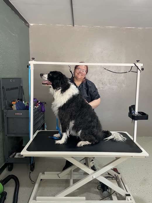 A collie-type dog on the hydraulic table inside the mobile grooming van, clippers and tools racked alongside