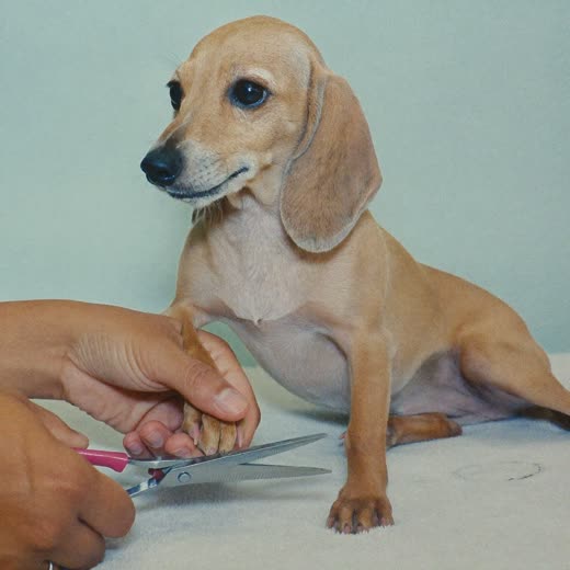 A small dog's paw being clipped and tidied
